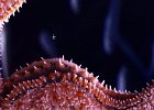 Ian Ruthven_Baby Starfish with Attitude.jpg